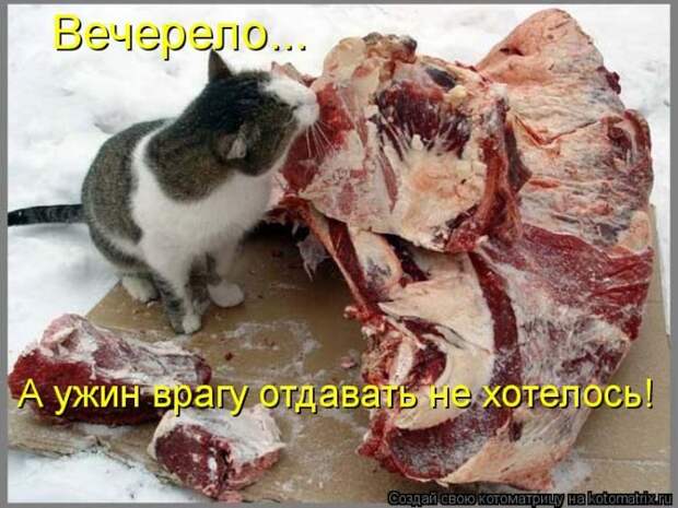 Кошатина да псятинка позитивная, этакая забавная, с надписями, очень много на выходные