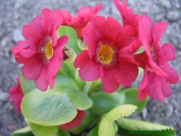 примула примула