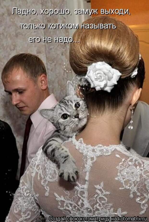 Лучшие котоматрицы недели (50 фото)