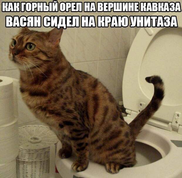 Веселые фото приколы и смешные картинки с надписями (11 фото) Веселые фото приколы и смешные картинки с надписями (11 фото)