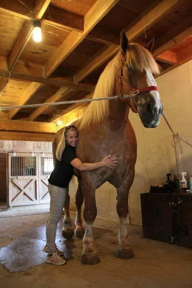 А это Большой Джек — самая крупная лошадь в мире животные, факты, это интересно