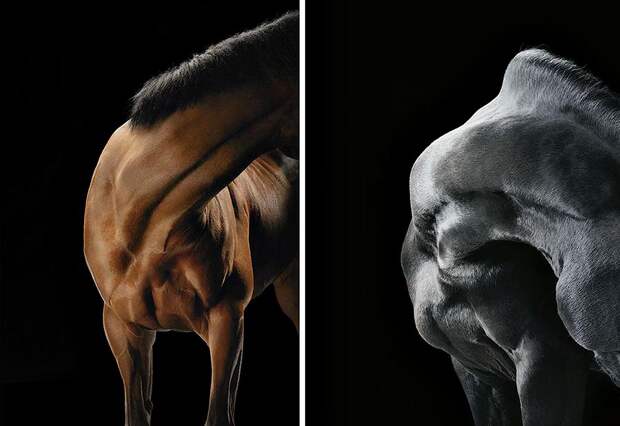 Horsei 2 Грация прекрасных лошадей в фотопроекте Equus
