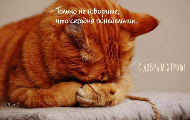 Понедельник: прикольные картинки Понедельник: прикольные картинки