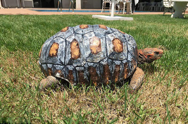Травмированная черепаха получила первый в мире панцирь, напечатанный на 3D-принтере 3d принтер, панцирь, черепаха