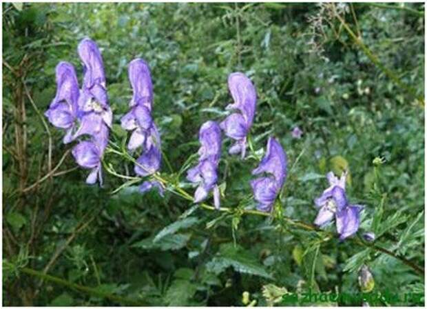 Аконит Аконит