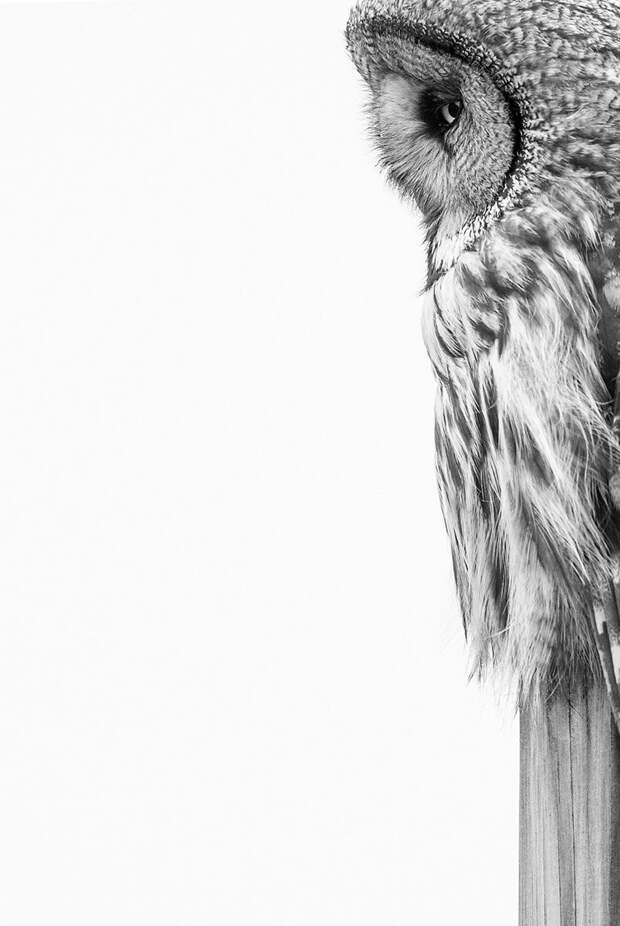 Победители фотоконкурса Bird Photographer of the Year 2020