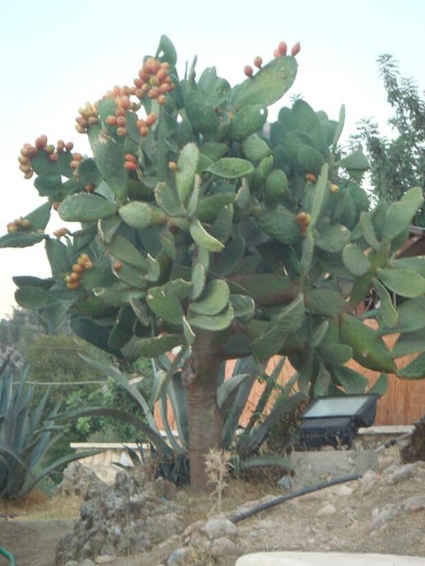 Фото и названия кактусы древовидные