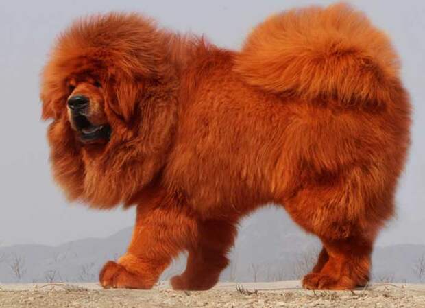 Тибетский мастиф - самая древняя и дорогая порода собак