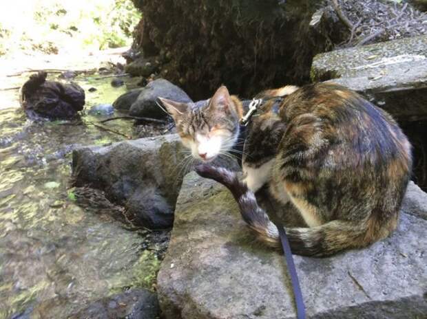 Слепая кошка, которая любит походы