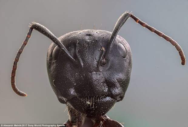 Чужой. Портрет муревья-древоточца, сделанный с помощью макросъемки искусство, конкурс, красота, фото