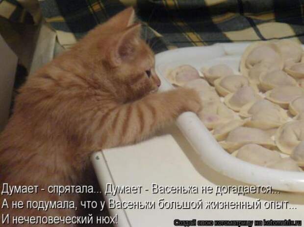 Котоматрицы (картинки с надписями)