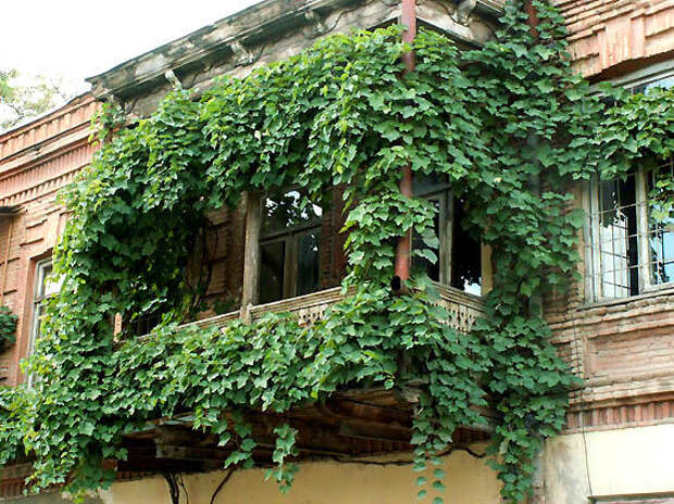Балкон, веранда, патио в цветах: черный, темно-зеленый, салатовый. Балкон, веранда, патио в стиле экологический стиль.