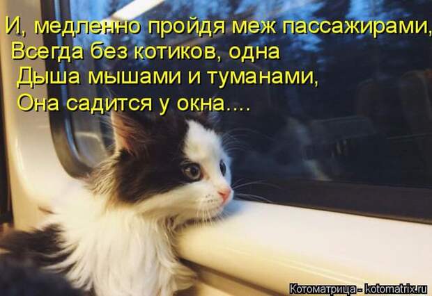 Лучшие котоматрицы недели (50 фото)