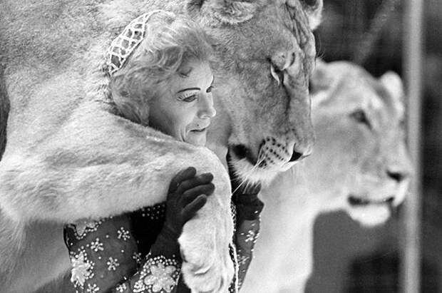 Укротительница хищников Ирина Бугримова выступает со львами. 1966 год.
