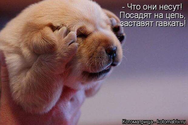 Лучшие котоматрицы недели (50 фото) Лучшие котоматрицы недели (50 фото)