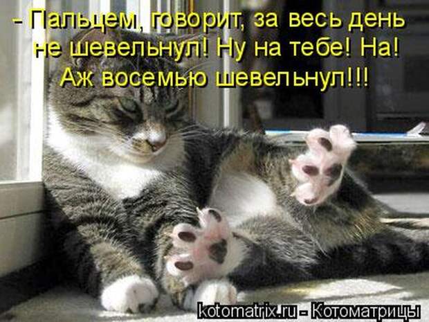 Лучшие котоматрицы недели (50 фото)