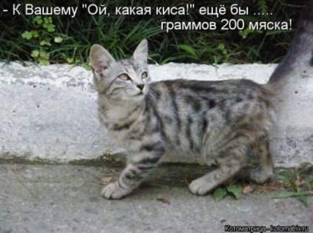 Смешные фотографии из серии "Ой, какая киса"