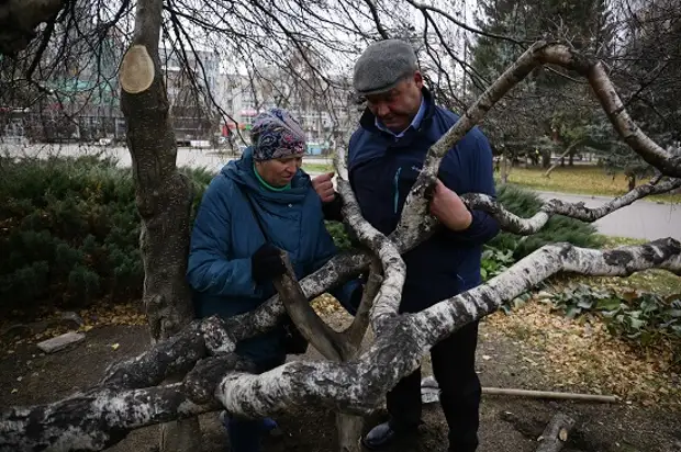 В сквере росли 35 деревьев 5 7