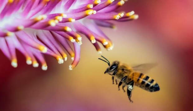 Нидерландские ученые выявили у пчел способность распознавать коронавирус
