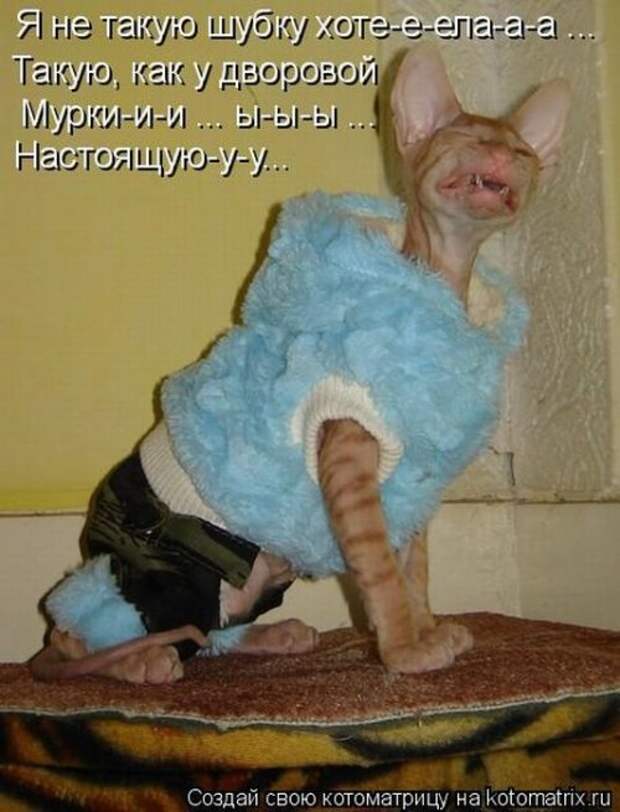 Воскресная котоматрица (16 шт)