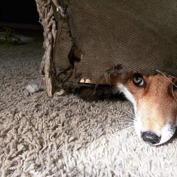 Самая жизнерадостная домашняя лиса в мире (22 фото) 