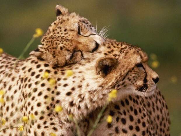 Гепард: между кошкой и собакой гепард, Семейство кошачьих, Животные, Природа, фотография, длиннопост