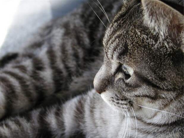 Коты,кошки,котята...