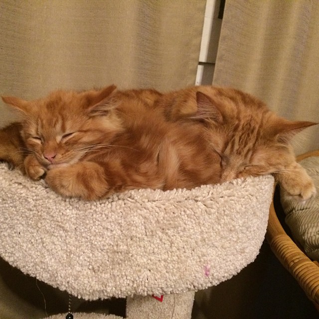 кот воспитывает котенка который на него похож