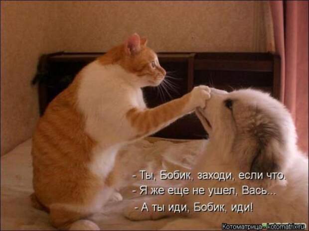 Котоматрицы(картинки с надписями)
