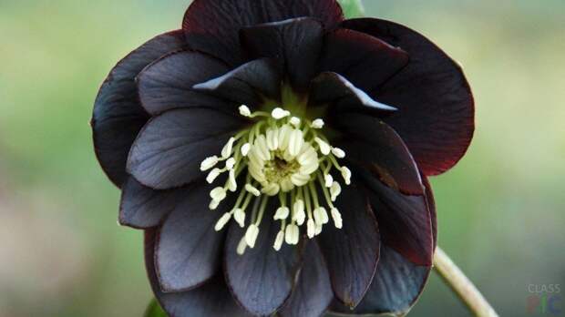 Красивый чёрный цветок