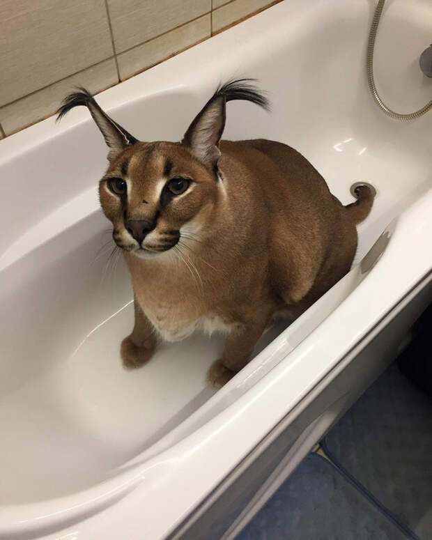 Кто же на самом деле этот кот Шлепа, самый популярный котомем? (ФОТО)