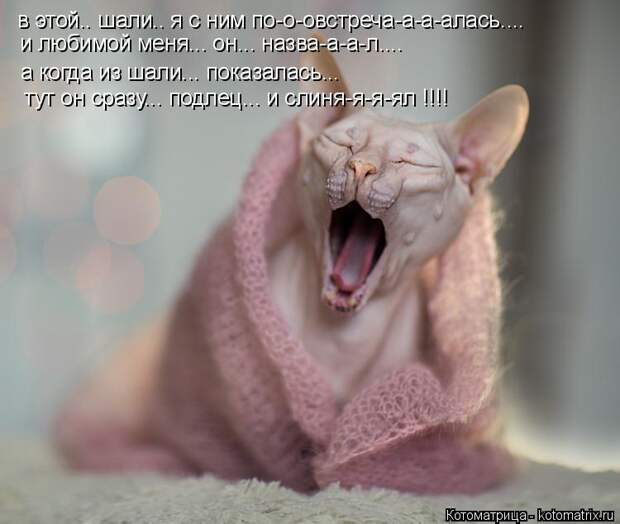 Котоматрица: в этой.. шали.. я с ним по-о-овстреча-а-а-алась.... и любимой меня... он... назва-а-а-л.... а когда из шали... показалась... тут он сразу... подлец... и слин