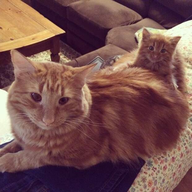 кот воспитывает котенка который на него похож