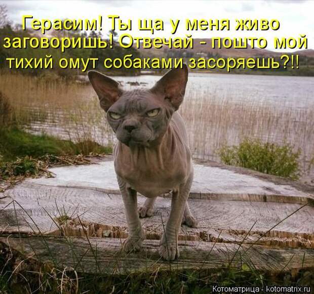 Лучшие котоматрицы недели (50 фото)