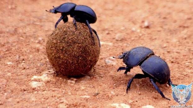 удивительные факты о навозных жуках