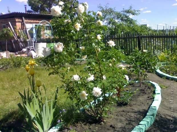 Флористика Фоторепортаж Экскурсия Ассамбляж Приглашаю всех в гости на мою любимую дачу фото 5