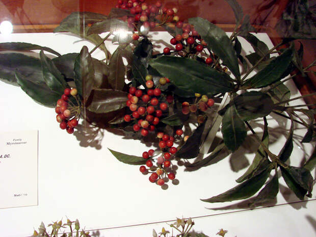NewPix.ru - Гарвардский Ботанический Музей. Стеклянные растения.