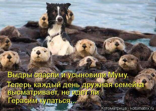 Лучшие котоматрицы недели (50 фото) Лучшие котоматрицы недели (50 фото)