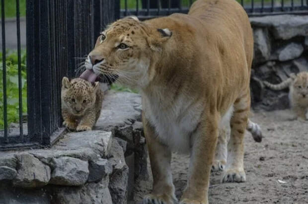 Лилигрята в Новосибирском зоопарке: дети льва и лигрицы