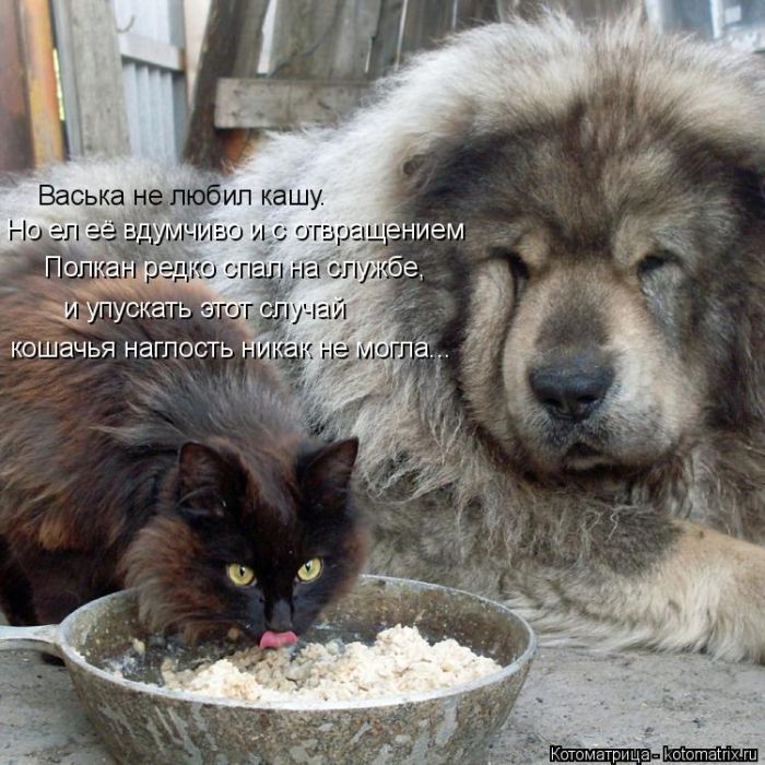 Лучшие котоматрицы недели (50 фото)