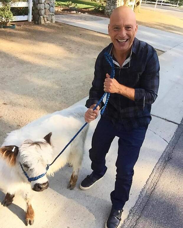 So I Was Out Walking My Mini Cow When Howie Mandel Stopped For A Picture