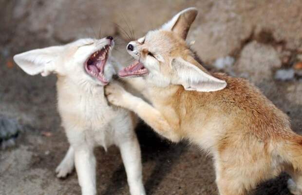 Фе́нек - самое удивительное животное из рода лисиц. Своё имя фенек получил от арабского fanak, что означает «лиса».