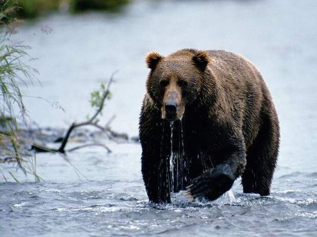Виды медведей: фото и названия. Виды белых медведей