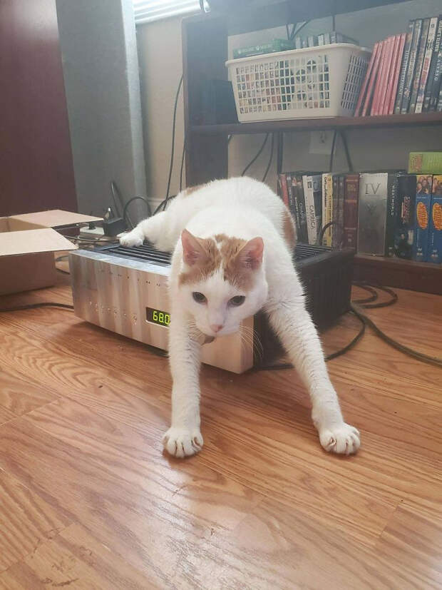 Котики, с которыми происходит что-то непонятное
