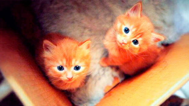 Новогоднее чудо