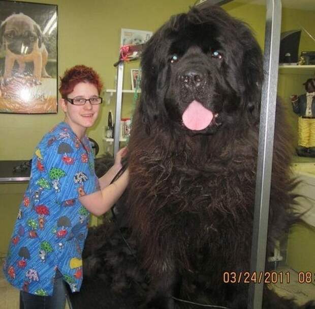 Нет, это не медведь, а огромная собака породы маламут животные, факты, это интересно