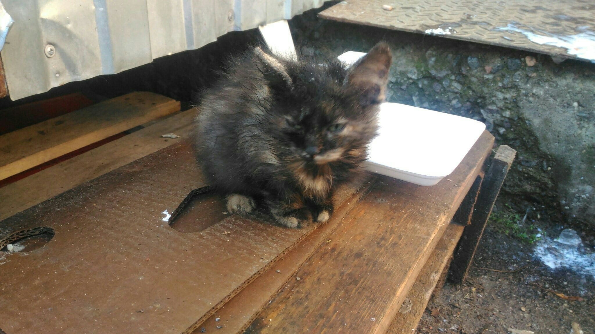 больной котёнок