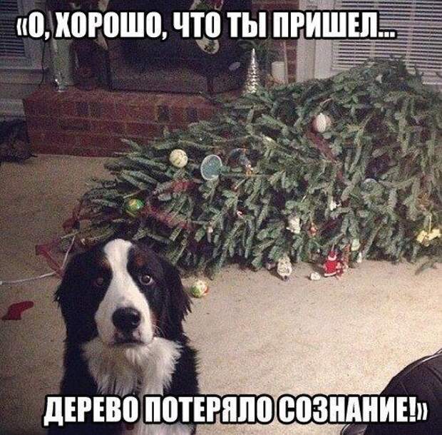 Прикольные фото уходящего года! приколы, фото, юмор