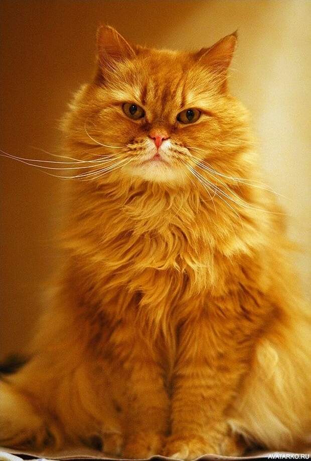 Большой рыжий кот с наглой мордой и роскошными усами — Картинки и авы |  Самые милые животные, Рыжий кот, Все для кошек