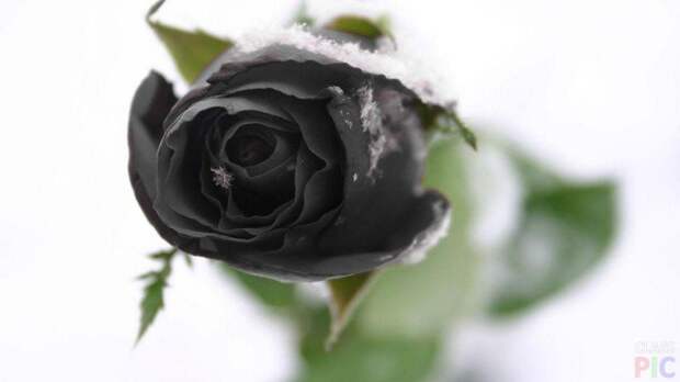 Чёрная роза и снежинки